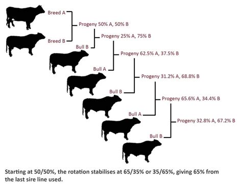reggiana cattle meaning chart